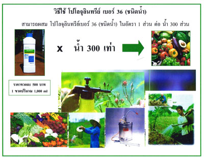 โปโลจุลินทรีย์ ช่วยปลดหนี้เกษตรกร รูปที่ 4