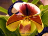 รูปย่อ HandmadeClayFlower กล้วยไม้สวยๆ ที่ Royal Orchid Paradise 53 รูปที่1