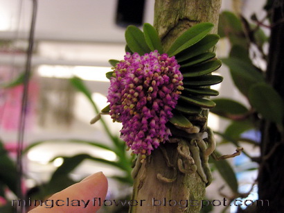 HandmadeClayFlower กล้วยไม้สวยๆ ที่ Royal Orchid Paradise 53 รูปที่ 3