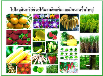 โปโลจุลินทรีย์ ช่วยปลดหนี้เกษตรกร รูปที่ 3
