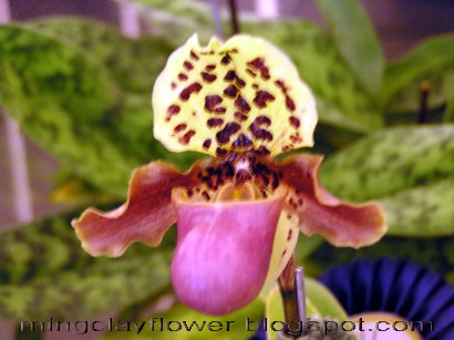 HandmadeClayFlower กล้วยไม้สวยๆ ที่ Royal Orchid Paradise 53 รูปที่ 7