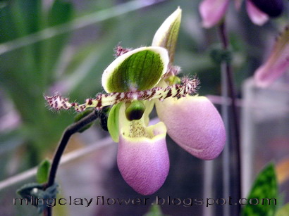 HandmadeClayFlower กล้วยไม้สวยๆ ที่ Royal Orchid Paradise 53 รูปที่ 5