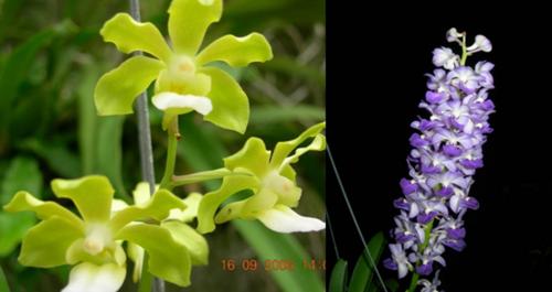 ขาย กล้วยไม้ขวด พันธุ์ผสม ราคาถูก รูปที่ 2