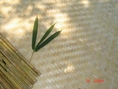 ขายไม้ไผ่อัดลำพูน (bamboo plywood)