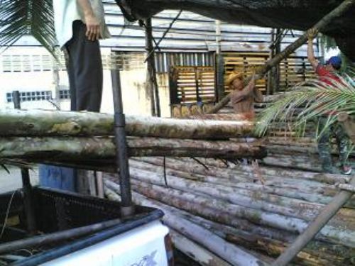 ขายไม้ยูคา ราคาส่งและปลีก รูปที่ 2