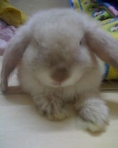 ขายกระต่ายพันธุ์ Holland Lop+Mini Lop ตัวเมีย