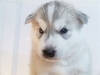 รูปย่อ ขายลูกสุนัข Siberian Husky พ่อพันธุ์แชมป์ 2 ประเทศ (แคนนาดา/ไทย) เกรดคุณภาพ รูปที่2