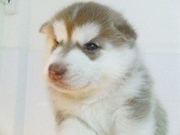 ขายลูกสุนัข Siberian Husky พ่อพันธุ์แชมป์ 2 ประเทศ (แคนนาดา/ไทย) เกรดคุณภาพ รูปที่ 1