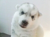 รูปย่อ ขายลูกสุนัข Siberian Husky พ่อพันธุ์แชมป์ 2 ประเทศ (แคนนาดา/ไทย) เกรดคุณภาพ รูปที่3