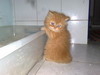 รูปย่อ ขายลูกแมวพันธุ์เปอร์เซียแท้สีส้มการ์ฟิว รูปที่2