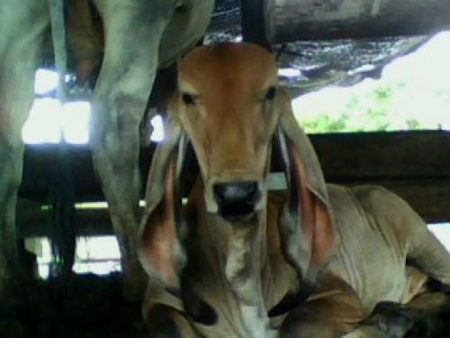 ขายลูกวัวพันธุ์บลาซิล รูปที่ 1