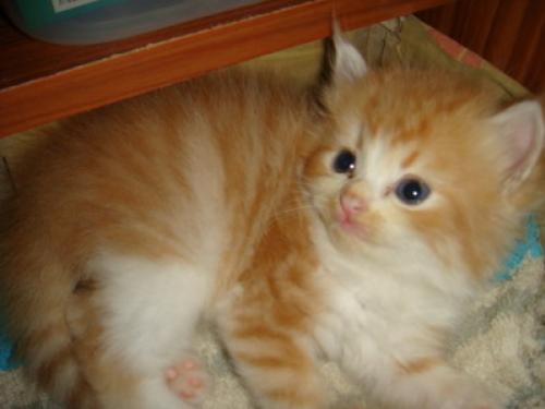 ขายลูกแมวเปอร์เซีย (ภูเก็ต)  วัยกำลังน่ารัก รูปที่ 1