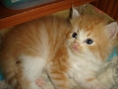 ขายลูกแมวเปอร์เซีย (ภูเก็ต)  วัยกำลังน่ารัก