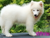 รูปย่อ ตัวผู้ที่ 1 น้อง White ***ขาย..ลูกสุนัขพันธ์ซามอยด์ ตัวผู้เกรด A สวยๆๆ(Samoyed pupies For sale) น้องหมีน้อยขนสีขาวยาวๆฟู รูปที่3