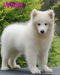 รูปย่อ ตัวผู้ที่ 1 น้อง White ***ขาย..ลูกสุนัขพันธ์ซามอยด์ ตัวผู้เกรด A สวยๆๆ(Samoyed pupies For sale) น้องหมีน้อยขนสีขาวยาวๆฟู รูปที่2