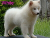 รูปย่อ ตัวผู้ที่ 1 น้อง White ***ขาย..ลูกสุนัขพันธ์ซามอยด์ ตัวผู้เกรด A สวยๆๆ(Samoyed pupies For sale) น้องหมีน้อยขนสีขาวยาวๆฟู รูปที่4