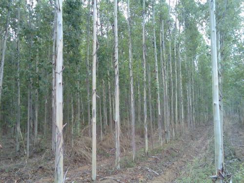 Sales were eucalyptus gum trees. Tissues (with pure rumor). รูปที่ 1