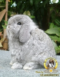 ฟาร์มกระต่าย STARRABBITRY Welcome to Rabbit Society* รูปที่ 7