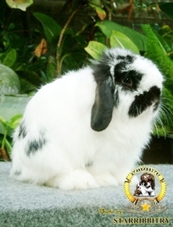 ฟาร์มกระต่าย STARRABBITRY Welcome to Rabbit Society* รูปที่ 5
