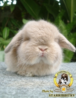 ฟาร์มกระต่าย STARRABBITRY Welcome to Rabbit Society* รูปที่ 6