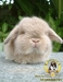 รูปย่อ ฟาร์มกระต่าย STARRABBITRY Welcome to Rabbit Society* รูปที่6