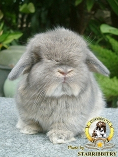 ฟาร์มกระต่าย STARRABBITRY Welcome to Rabbit Society* รูปที่ 2