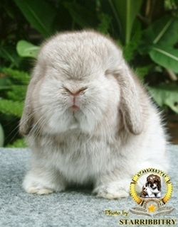 ฟาร์มกระต่าย STARRABBITRY Welcome to Rabbit Society* รูปที่ 4