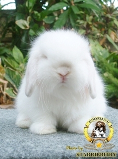 ฟาร์มกระต่าย STARRABBITRY Welcome to Rabbit Society* รูปที่ 3