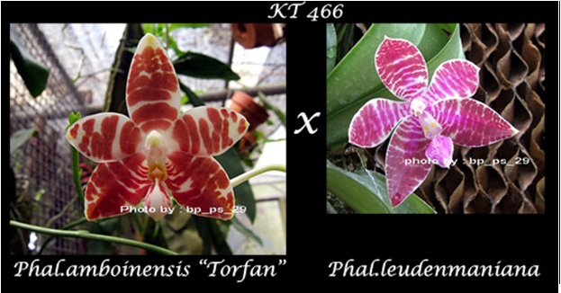 จำหน่ายกล้วยไม้ ขายกล้วยไม้ สกุลหวาย สิงโต ฟาแลน รูปที่ 4
