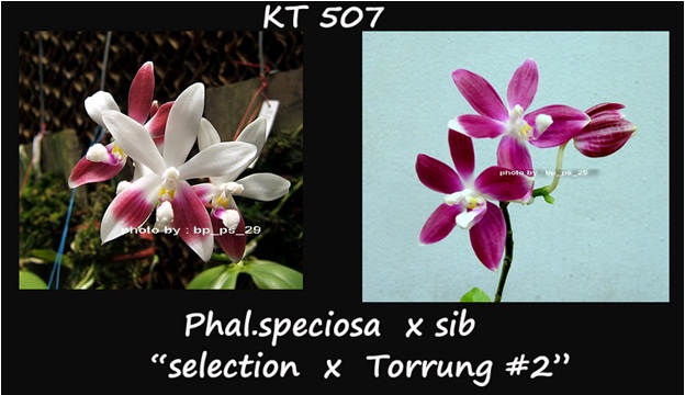 จำหน่ายกล้วยไม้ ขายกล้วยไม้ สกุลหวาย สิงโต ฟาแลน รูปที่ 3