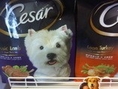 cesar เม็ด