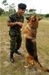 รูปย่อ รับฝึกสุนัขราคาถูก และรับฝากเลี้ยงสุนัขทุกสายพันธุ์ โดยครูฝึกสุนัขทหาร กองบิน1 รูปที่3