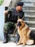 รับฝึกสุนัขราคาถูก และรับฝากเลี้ยงสุนัขทุกสายพันธุ์ โดยครูฝึกสุนัขทหาร กองบิน1