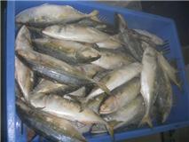 จำหน่าย ปลาทูกล่องและปลาทูฟรีส ของไทยและนำเข้า รูปที่ 1