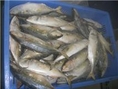 จำหน่าย ปลาทูกล่องและปลาทูฟรีส ของไทยและนำเข้า