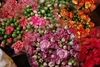 รูปย่อ ขายส่งดอกไม้สดจากนอก ราคาถูก คุณหมิง cameron highland malaysia รูปที่5