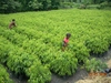 รูปย่อ อโศกอินเดีย ต้นอโศกอินเดีย จำหน่ายต้นอโศกอินเดีย ขายต้นอโศกอินเดีย จำนวนมาก รูปที่5