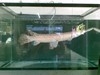 รูปย่อ ขายปลาเอริเกเตอร์ สวย ๆ 2 ฟุต  ราคาถูกมาก ๆ รูปที่5