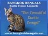 รูปย่อ Bengal Cats &amp; Kittens in Bangkok  Thailand : Bangkok Bengals Cattery รูปที่2