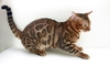 รูปย่อ Bengal Cats &amp; Kittens in Bangkok  Thailand : Bangkok Bengals Cattery รูปที่1