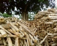 ขายไม้ยูคา ราคาชาวสวน ไม้ไผ่ ไม้ฟืน ไม้ท่อน ไม้ปีก ขี้เลื่อย ไม้แบบราคาโรงเลื่อย มีไม้ขาย วันละ50-80