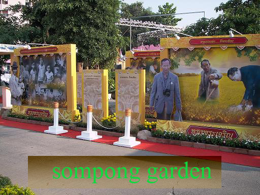 ต้นไม้ และอุปกรณ์แต่งสวน รูปที่ 7