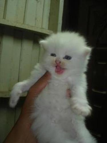 ขายแมวเปอร์เซียแท้หน้าตุ๊กตา สีขาว+สามสีคาริโก้ รูปที่ 1