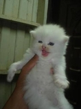 ขายแมวเปอร์เซียแท้หน้าตุ๊กตา สีขาว+สามสีคาริโก้
