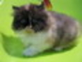 ขายลูกแมวเปอร์เซียหน้าบี้ (3 สี)