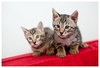 รูปย่อ ขายลูกแมวพันธุ์ผสม ที่เกิดจากความรักระหว่างแม่แมวเบงกอล (Bengal Cat) พันธุ์แท้ กับแมวหนุ่มข้างบ้าน รูปที่2