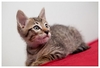 รูปย่อ ขายลูกแมวพันธุ์ผสม ที่เกิดจากความรักระหว่างแม่แมวเบงกอล (Bengal Cat) พันธุ์แท้ กับแมวหนุ่มข้างบ้าน รูปที่4