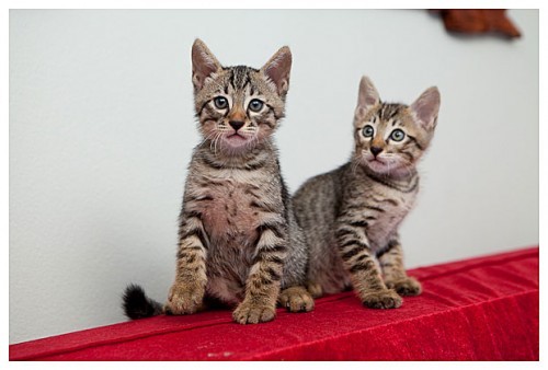 ขายลูกแมวพันธุ์ผสม ที่เกิดจากความรักระหว่างแม่แมวเบงกอล (Bengal Cat) พันธุ์แท้ กับแมวหนุ่มข้างบ้าน รูปที่ 1