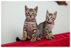 รูปย่อ ขายลูกแมวพันธุ์ผสม ที่เกิดจากความรักระหว่างแม่แมวเบงกอล (Bengal Cat) พันธุ์แท้ กับแมวหนุ่มข้างบ้าน รูปที่1