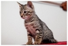 รูปย่อ ขายลูกแมวพันธุ์ผสม ที่เกิดจากความรักระหว่างแม่แมวเบงกอล (Bengal Cat) พันธุ์แท้ กับแมวหนุ่มข้างบ้าน รูปที่3